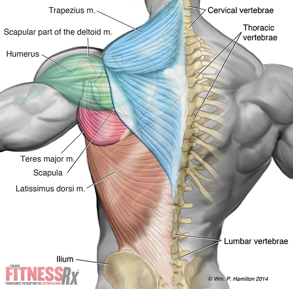 How to Get a Big & Thick Upper Back